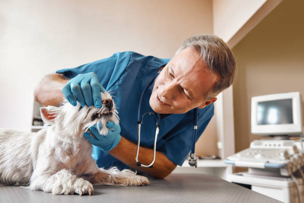 Best 24-Hour Emergency Dentist in Mantua, VA